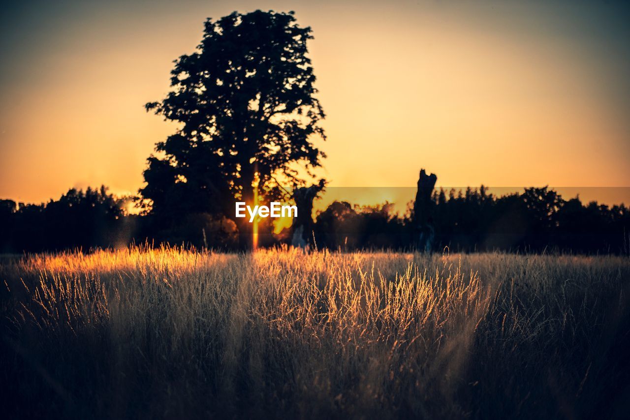 Silhouette trees on field against sky during sunset