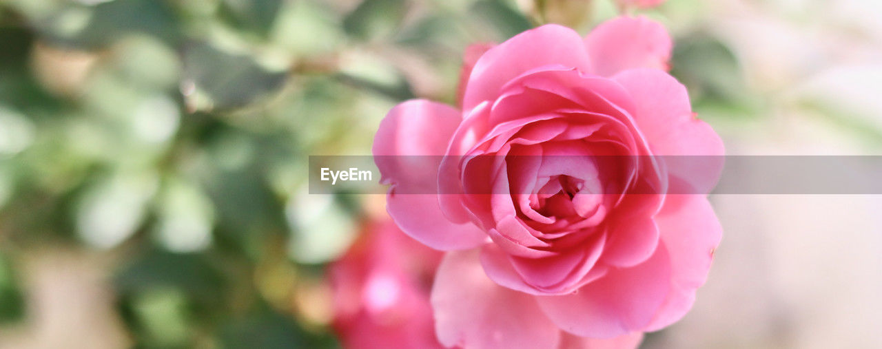 close-up of rose blooming outdoors