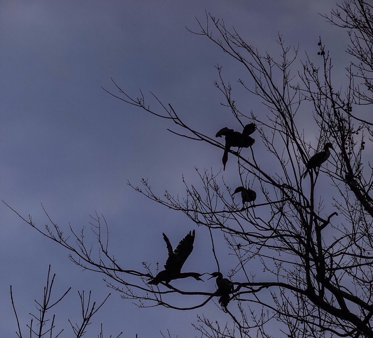 LOW ANGLE VIEW OF BIRDS PERCHING ON TREE BRANCH