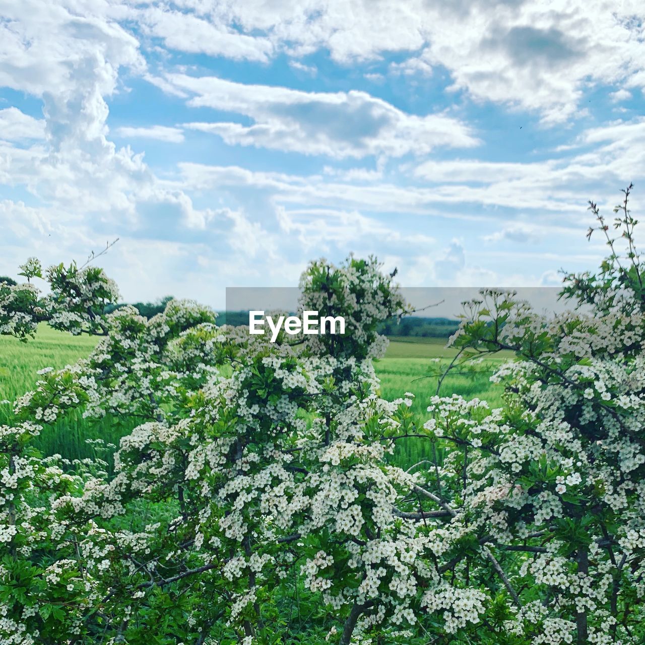 PLANTS GROWING ON LAND