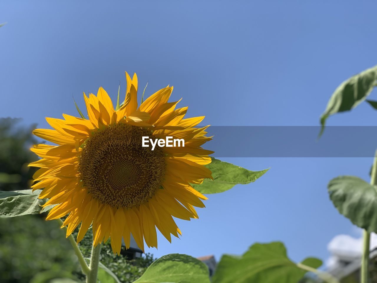 CLOSE-UP OF SUNFLOWER ON PLANT
