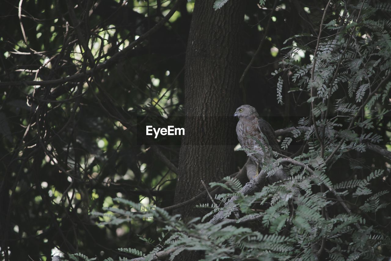 BIRD PERCHING ON A TREE