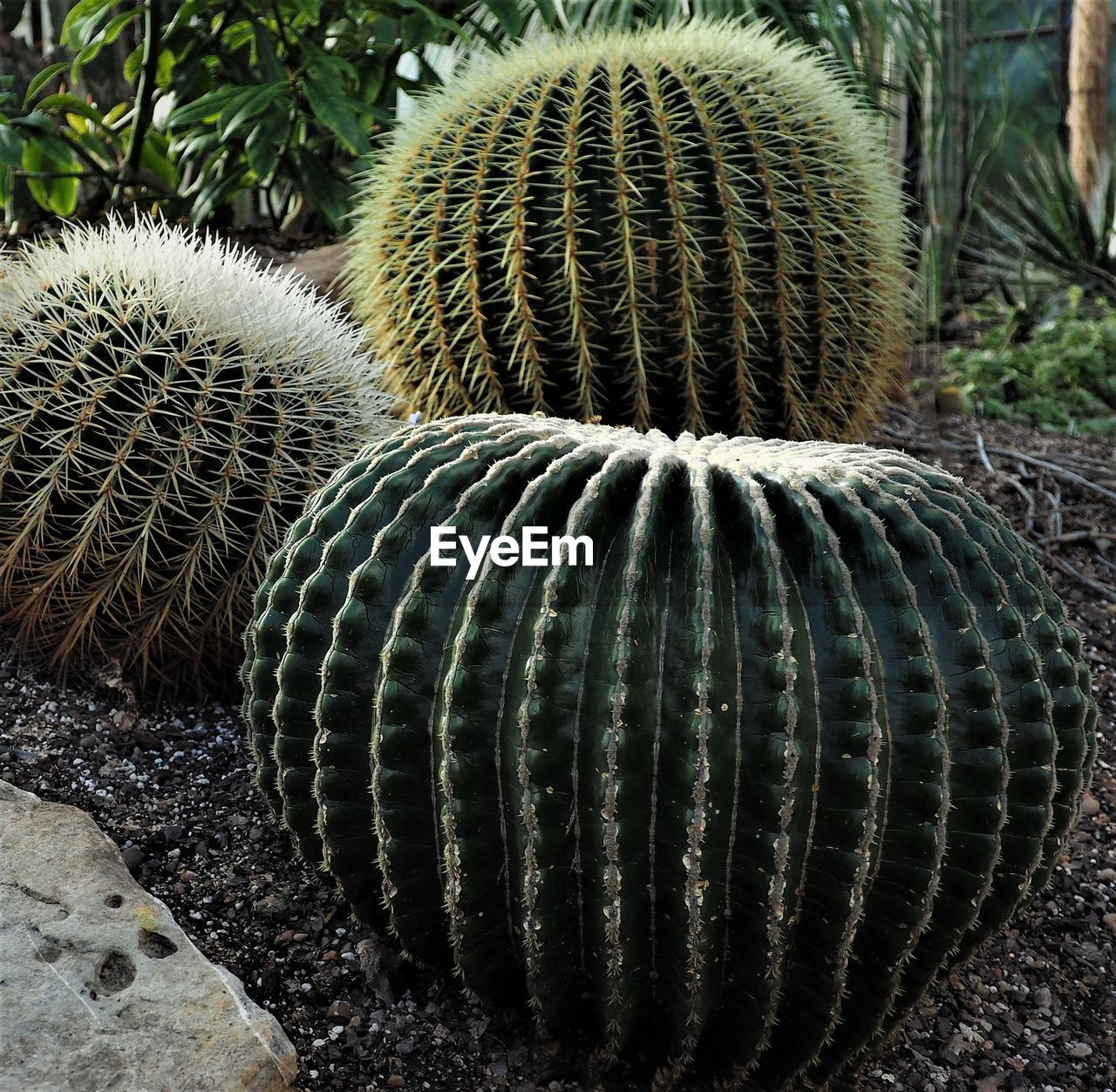 CLOSE-UP OF CACTUS