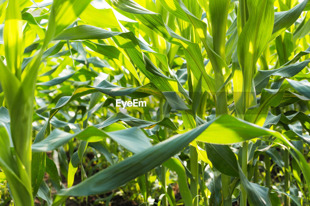 FULL FRAME SHOT OF PLANT