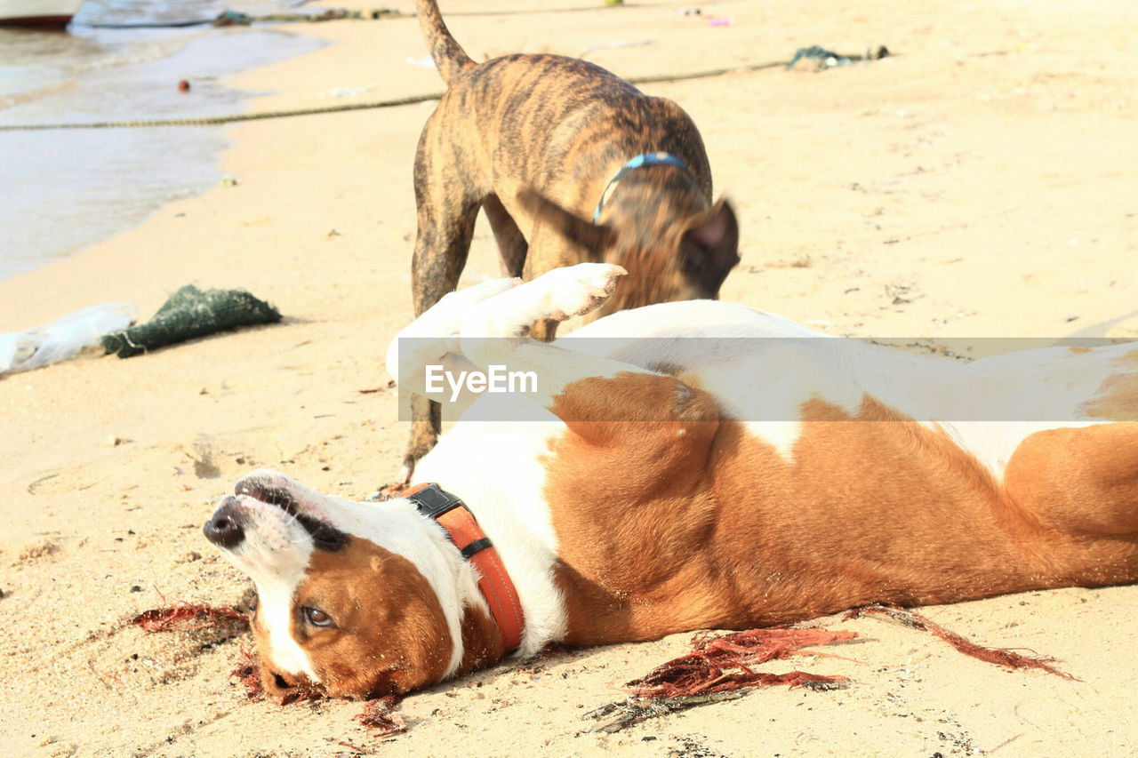 Dog rolling on sand at beach