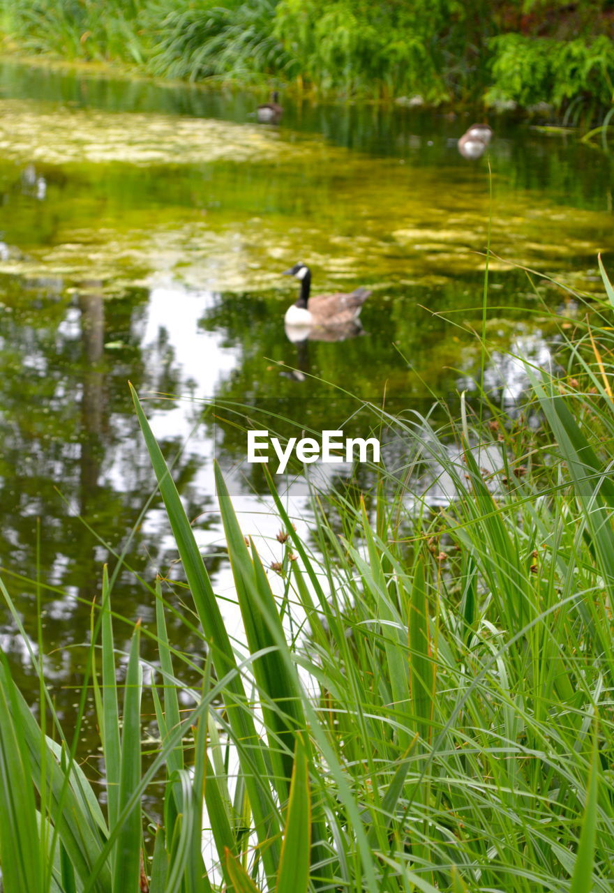 DUCK SWIMMING ON LAKE