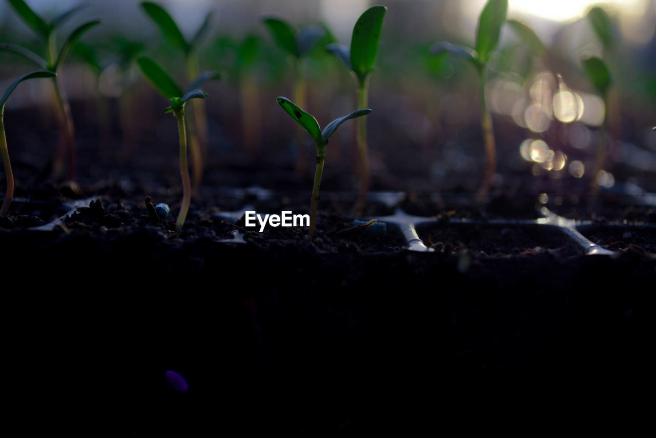 CLOSE-UP OF FRESH PLANTS IN FIELD