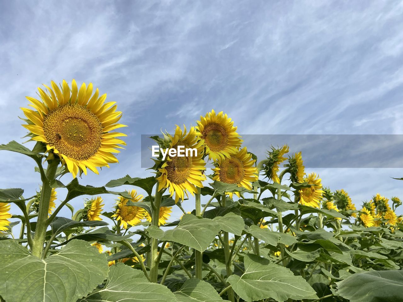 Low angle view of yellow sunflowers against sky