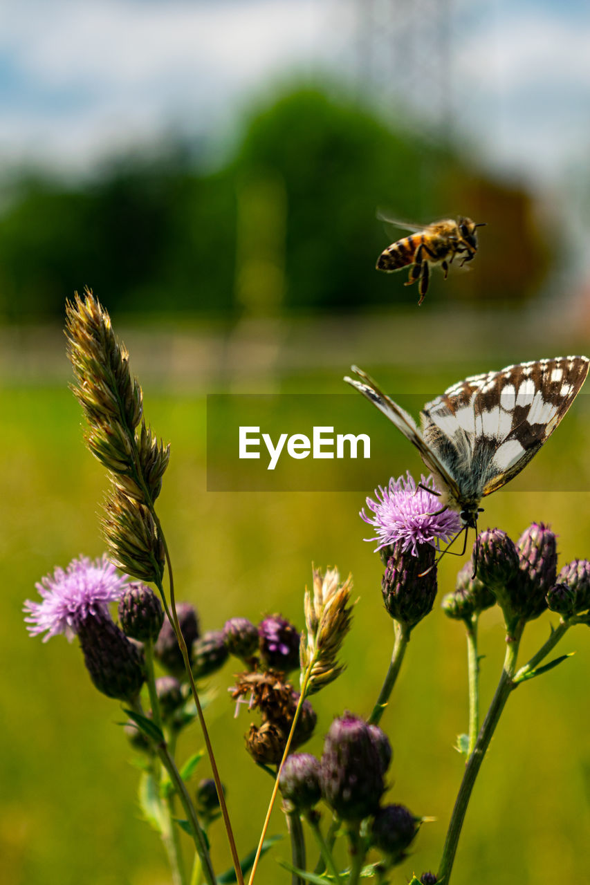 CLOSE-UP OF BUTTERFLY POLLINATING FLOWER