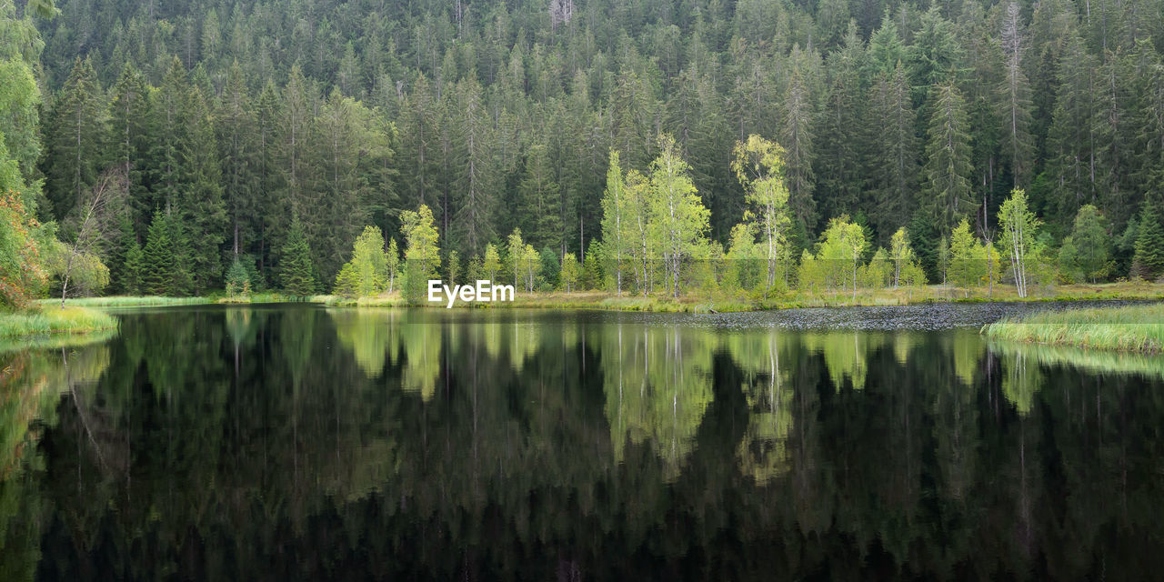 Panoramic view of pine trees by lake in forest