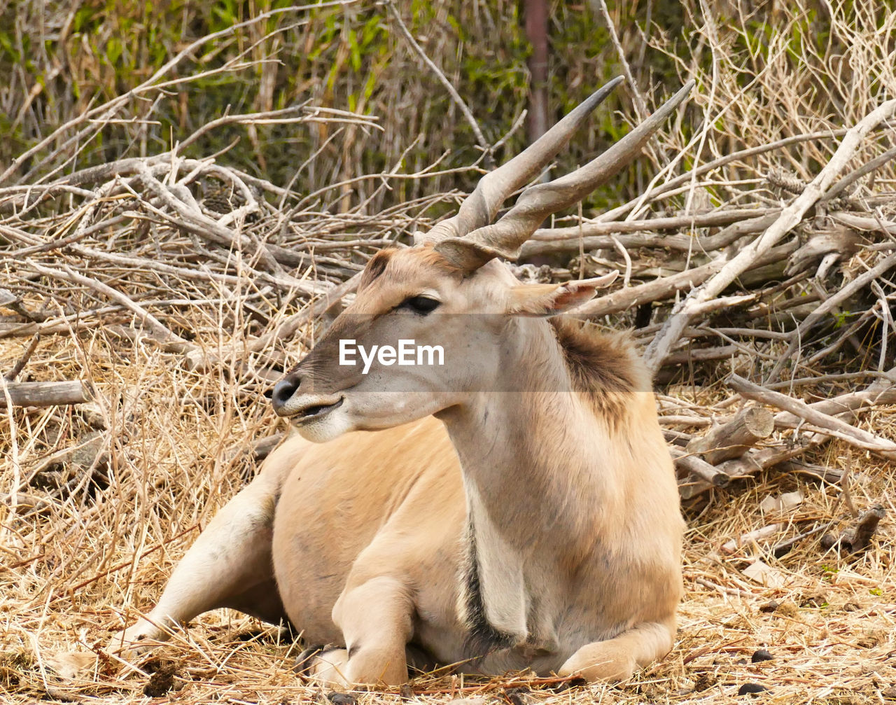 Eland antelope