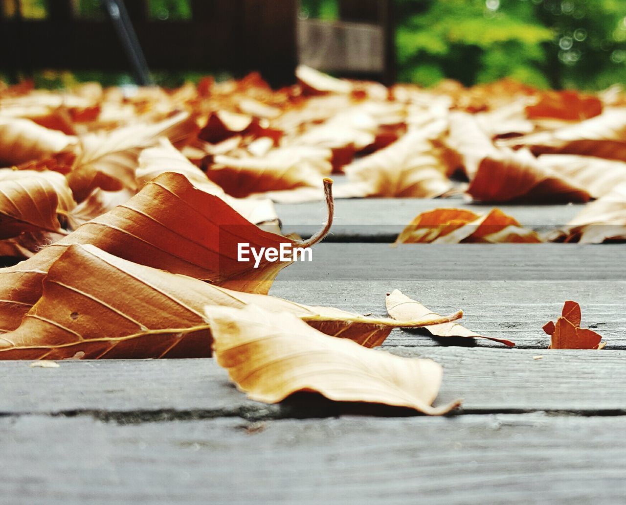 Close-up of dry leaves