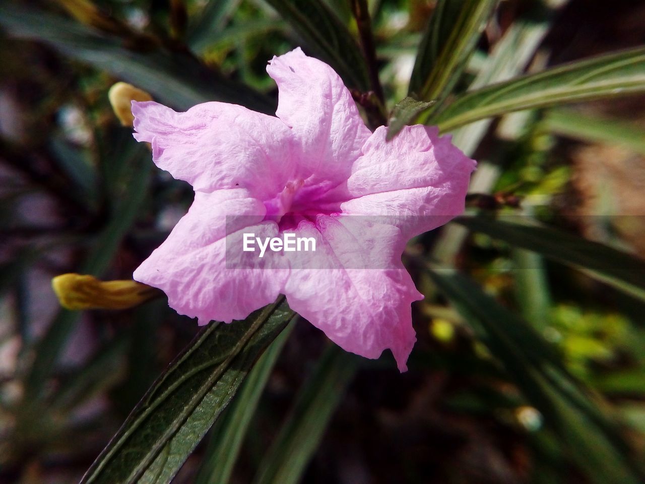 CLOSE-UP OF PINK FLOWERS BLOOMING OUTDOORS