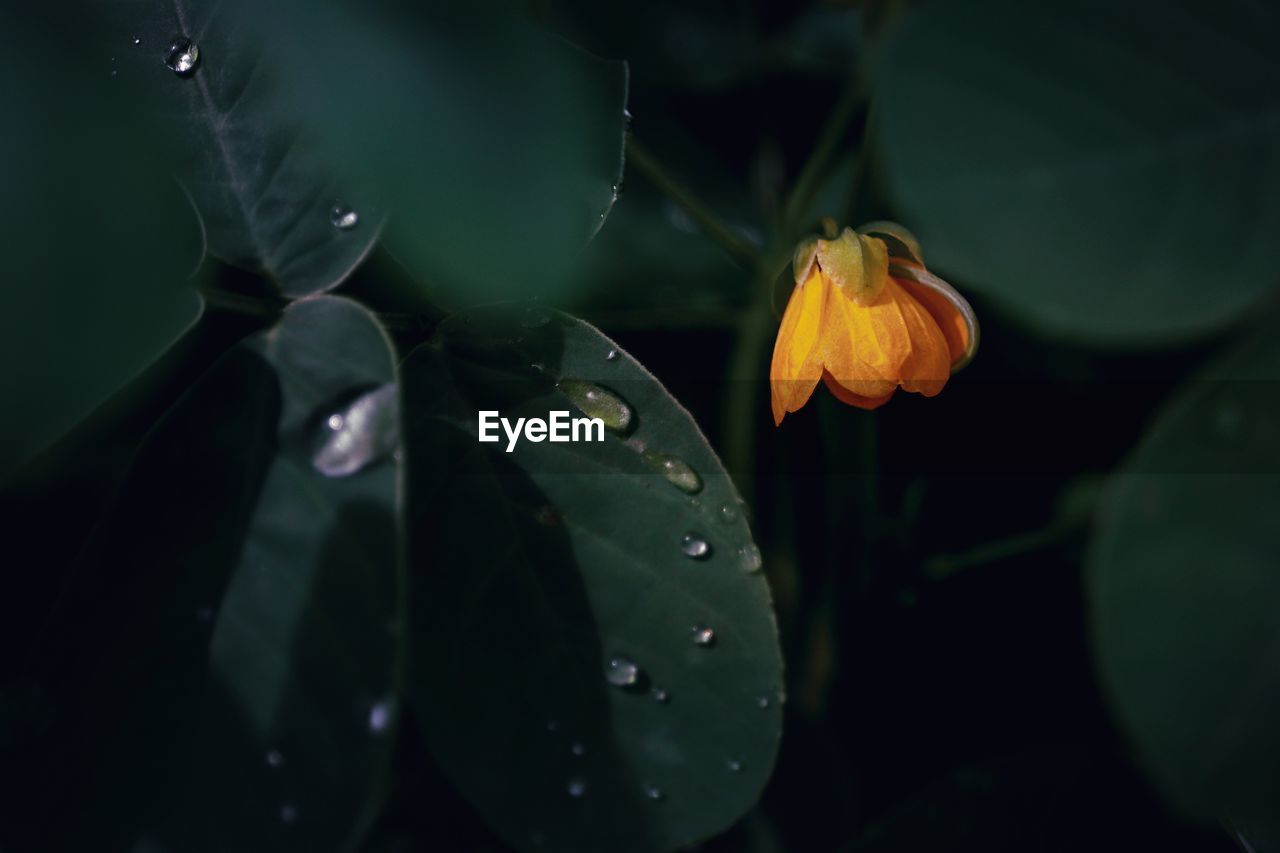 Close-up of raindrops on wet plant