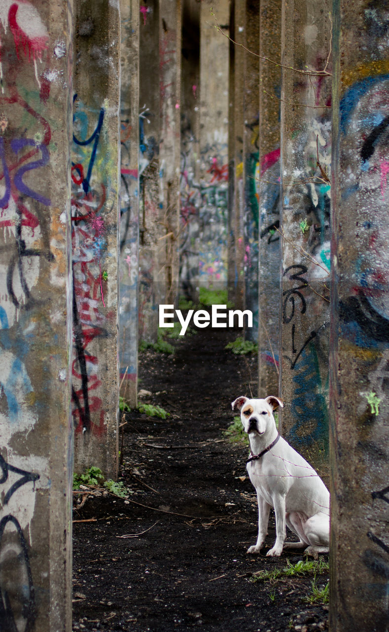 Portrait of dog sitting amidst columns with graffiti