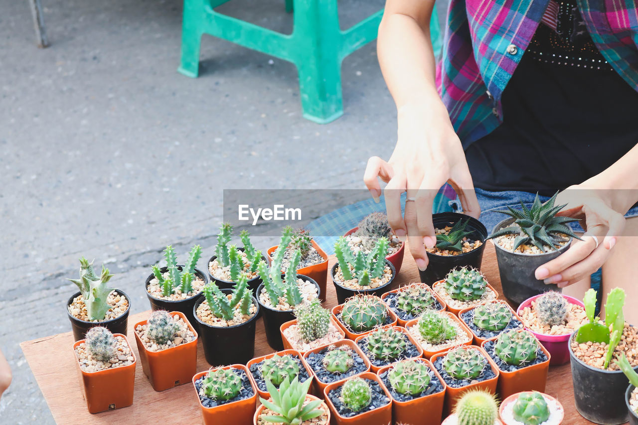 Midsection of woman arranging potted cactus at market for sale