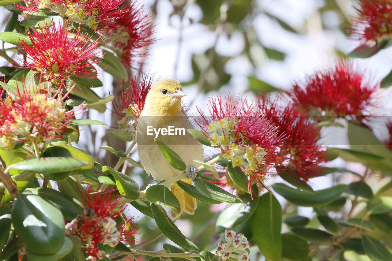 Hooded oriole