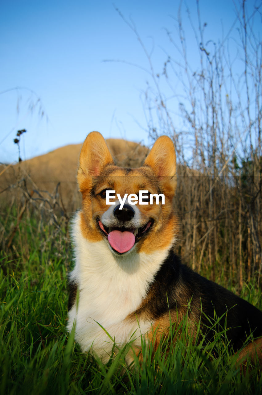 Portrait of pembroke welsh corgi at grassy field