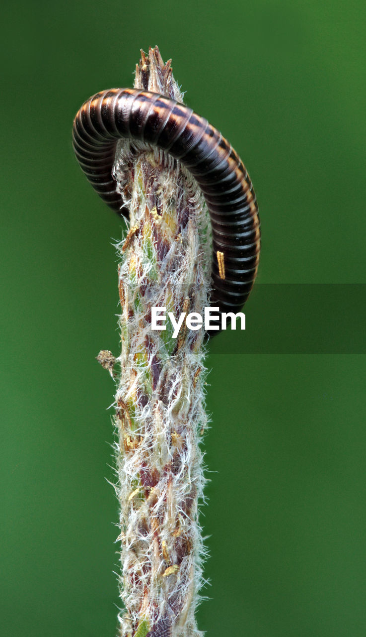 Close-up of striped millipede, ommatoiulus sabulosus, on a grass 