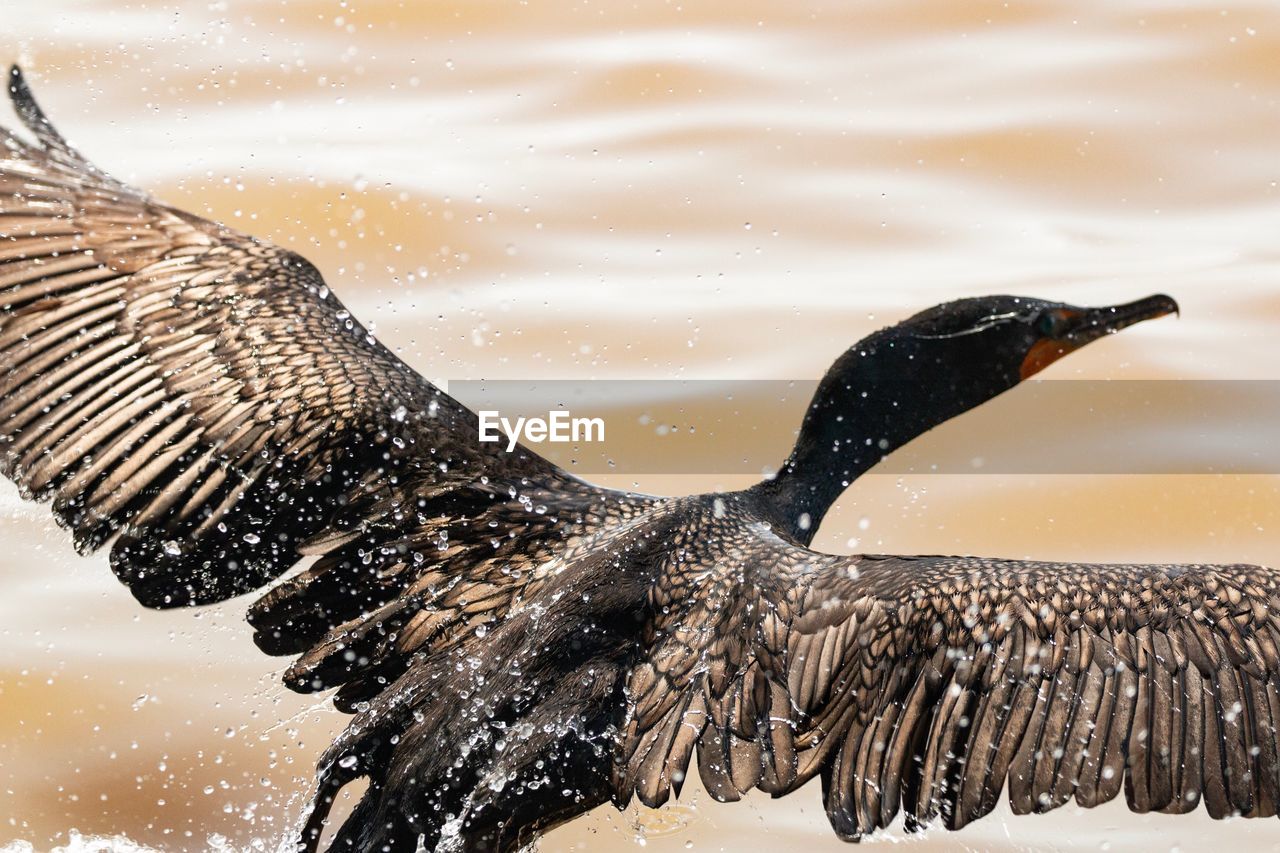 Close-up of cormorant flying over beach