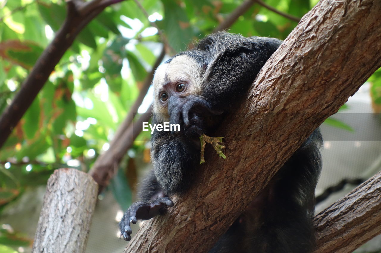 Low angle view of a juvenile monkey on tree