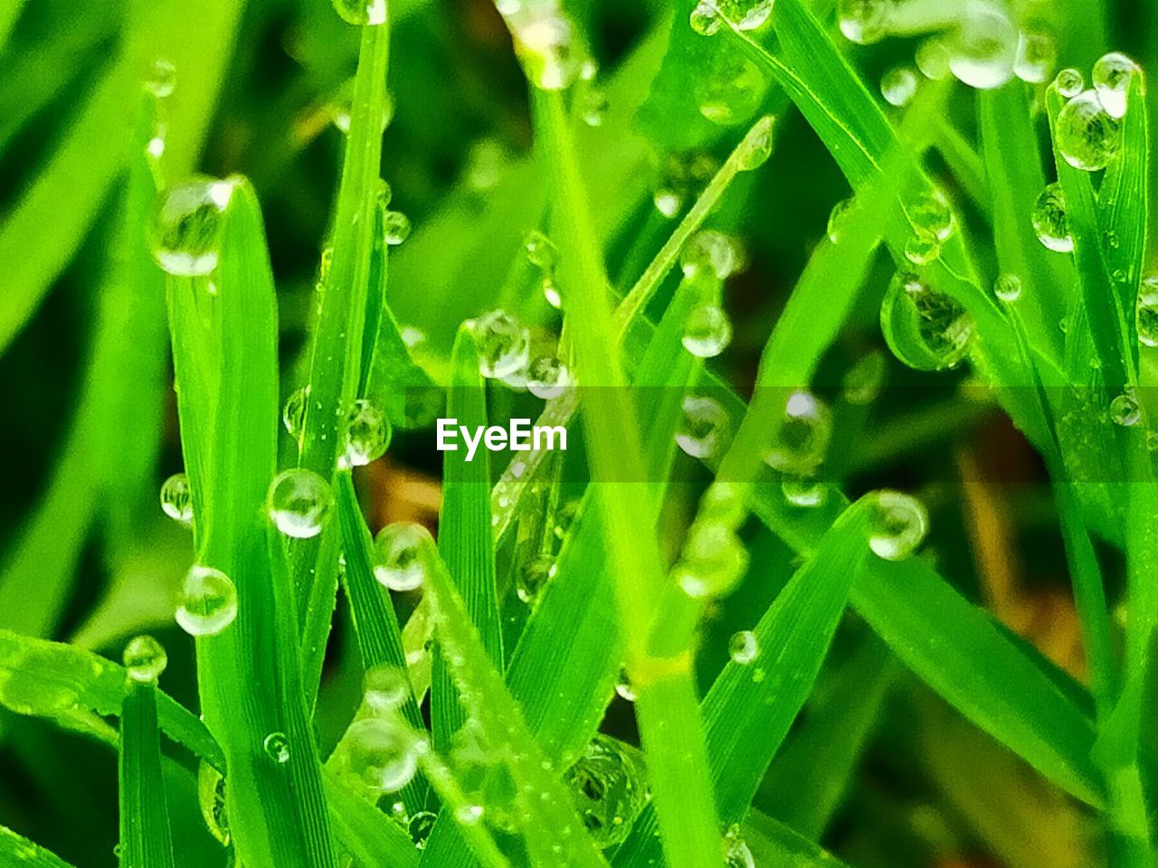 Full frame shot of raindrops on grass