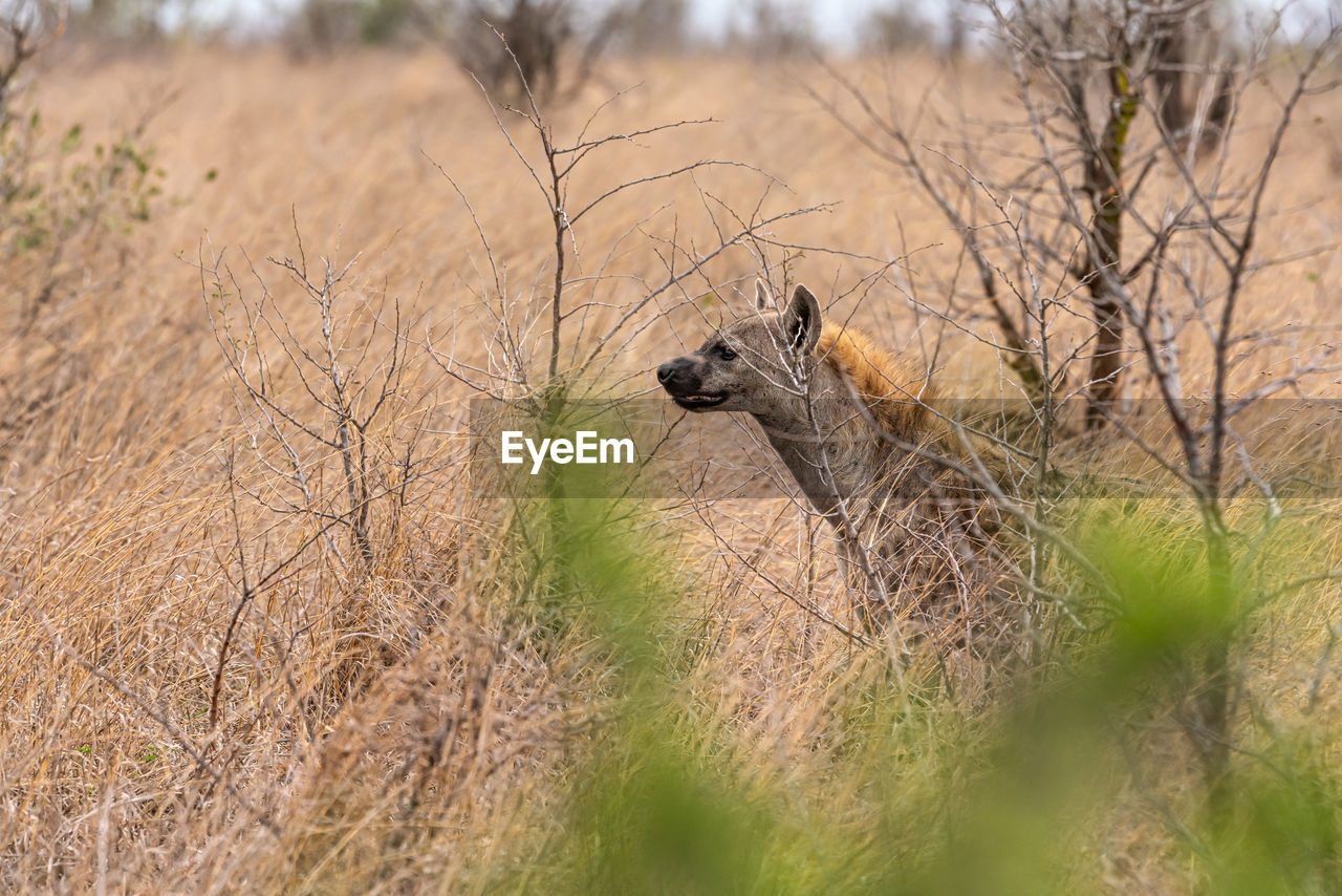 Hygiene in the bush