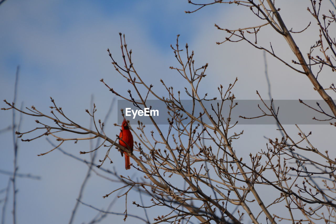 BIRD PERCHING ON BARE TREE