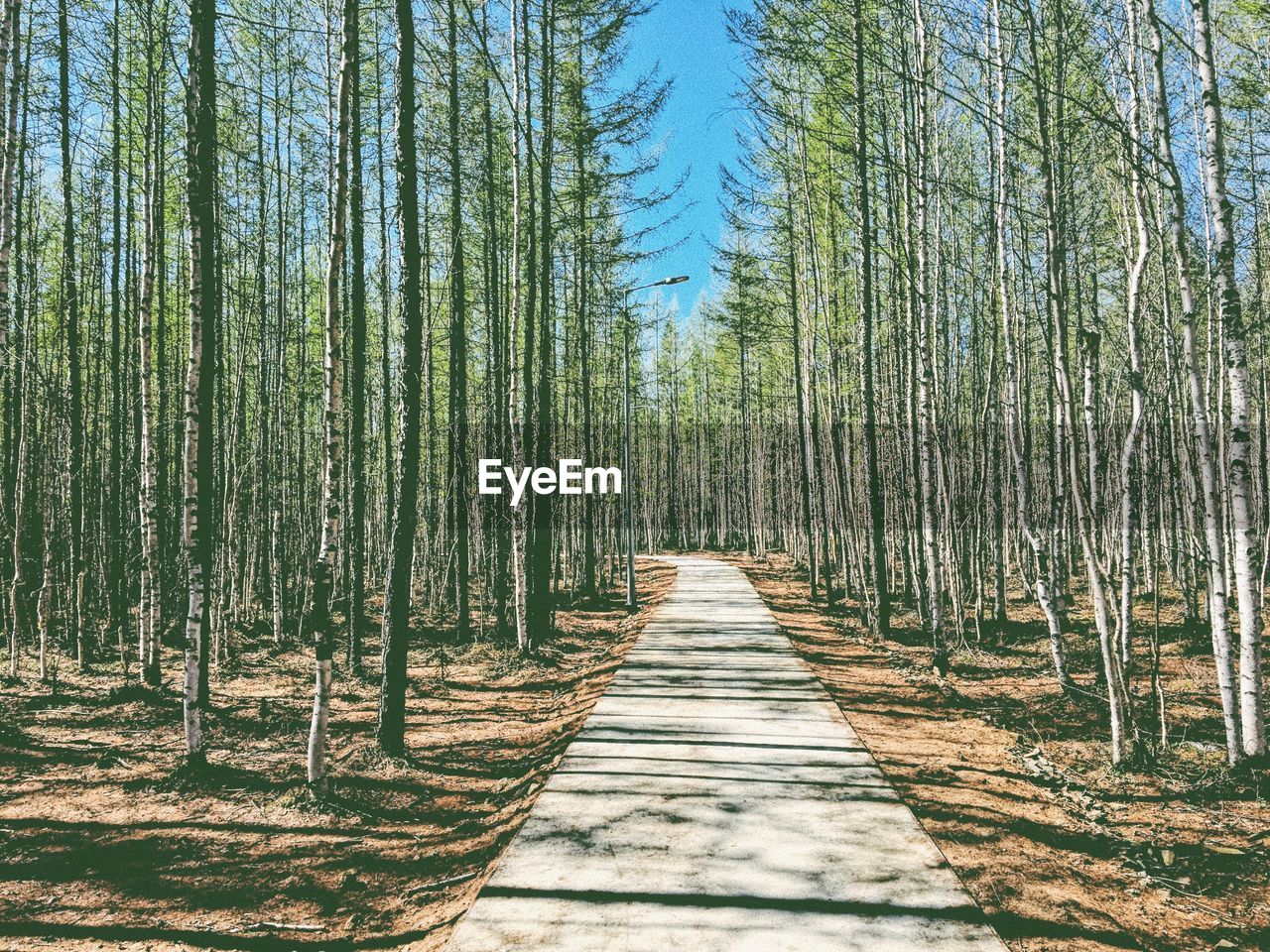 Panoramic view of pine trees in forest