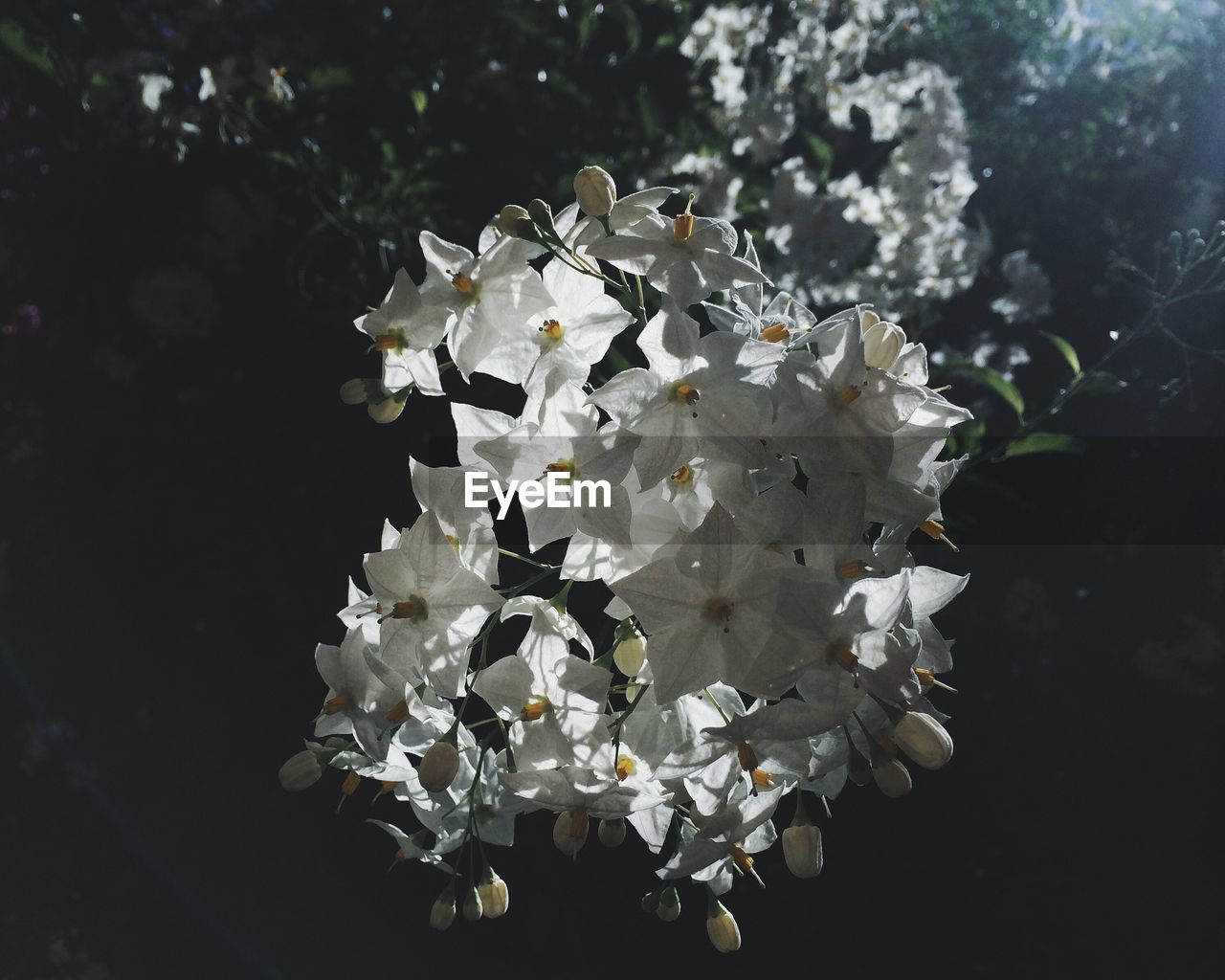 White flowers blooming in park