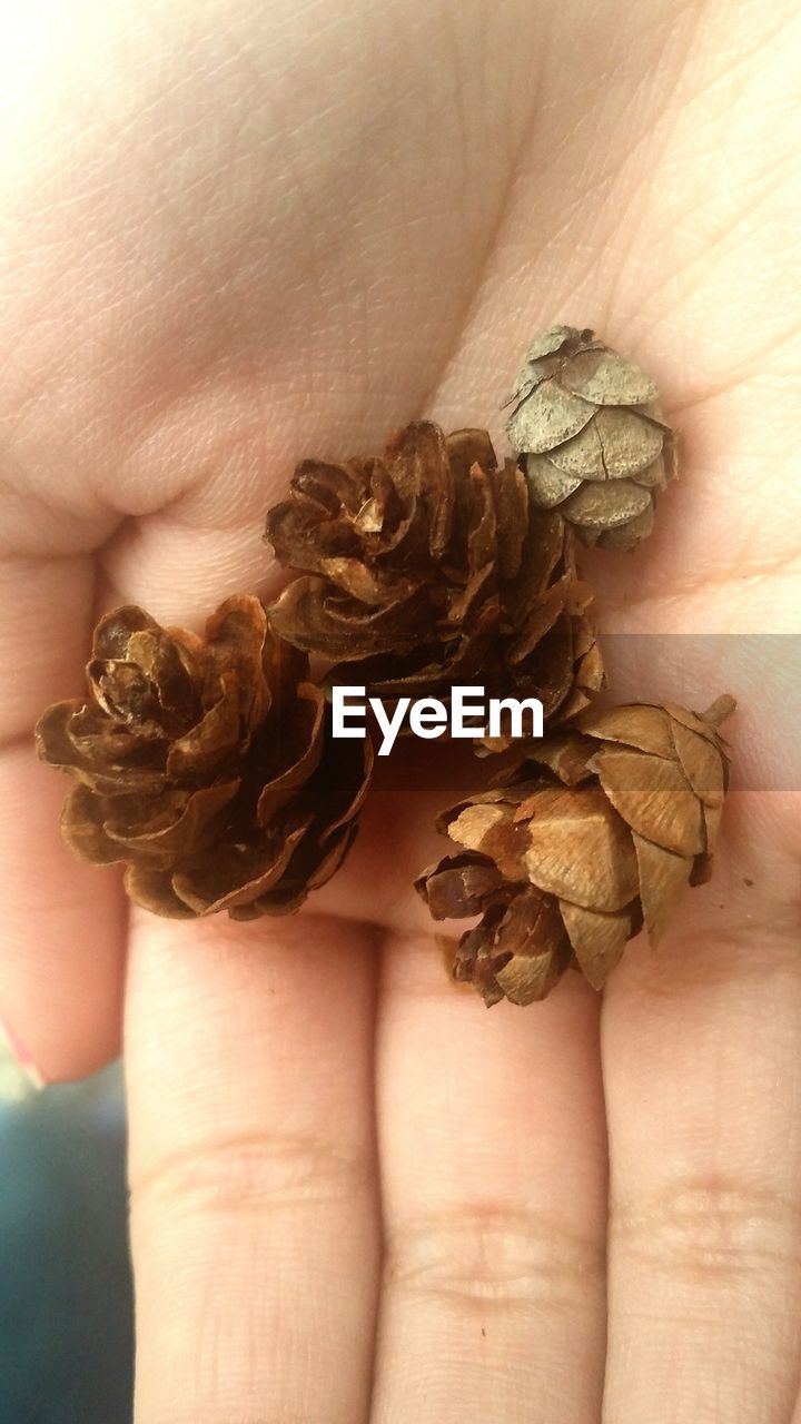 Close-up of hand holding pine cones