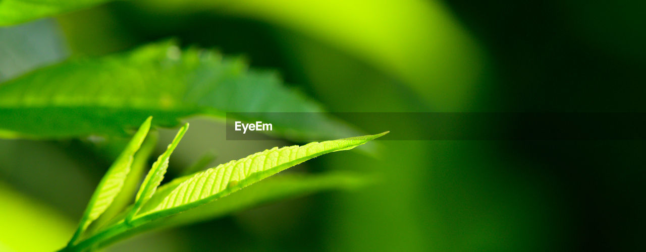 green, leaf, plant part, plant, grass, nature, close-up, macro photography, growth, no people, flower, beauty in nature, freshness, sunlight, yellow, outdoors, plant stem, environment, macro, extreme close-up, selective focus, food and drink, day, lush foliage, foliage, food, focus on foreground, vibrant color