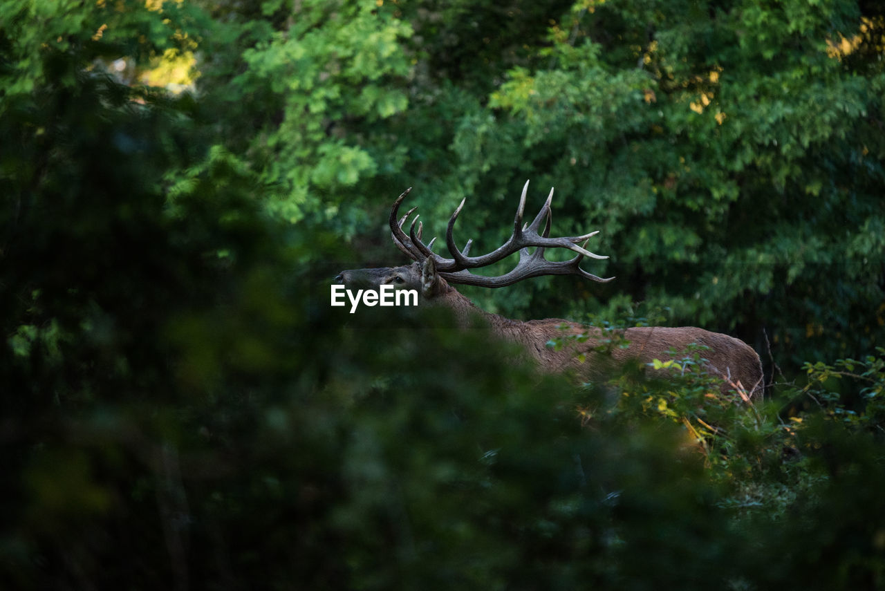 Deer in a forest