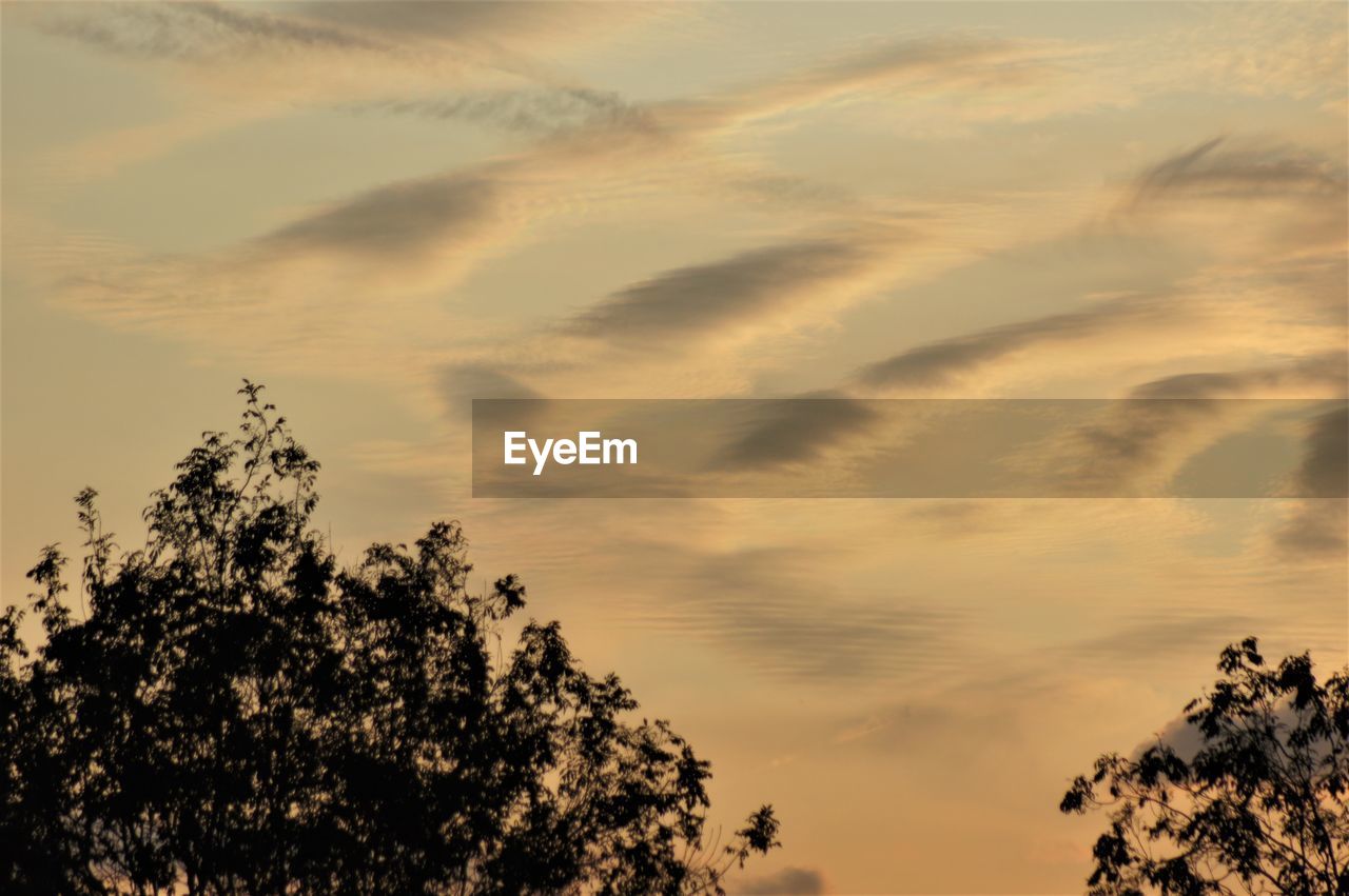 LOW ANGLE VIEW OF TREE AGAINST SKY