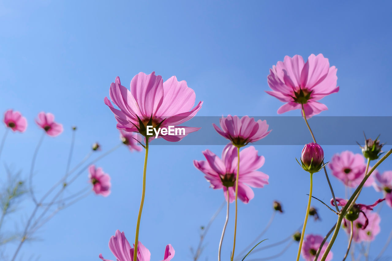 CLOSE-UP OF PINK COSMOS FLOWERS AGAINST CLEAR SKY