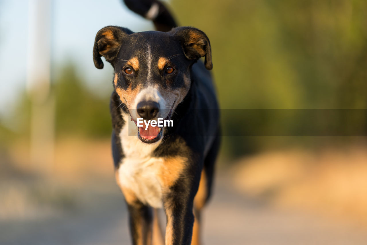 one animal, animal themes, animal, dog, canine, mammal, pet, domestic animals, portrait, looking at camera, focus on foreground, no people, day, nature, outdoors, running, carnivore, sticking out tongue, sunlight, facial expression, animal body part