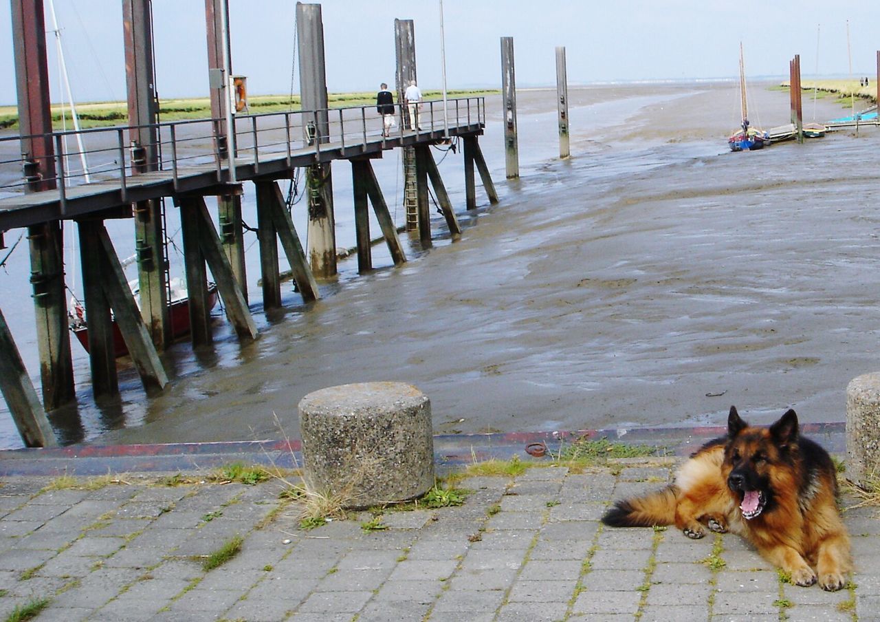 German shepherd relaxing by pier