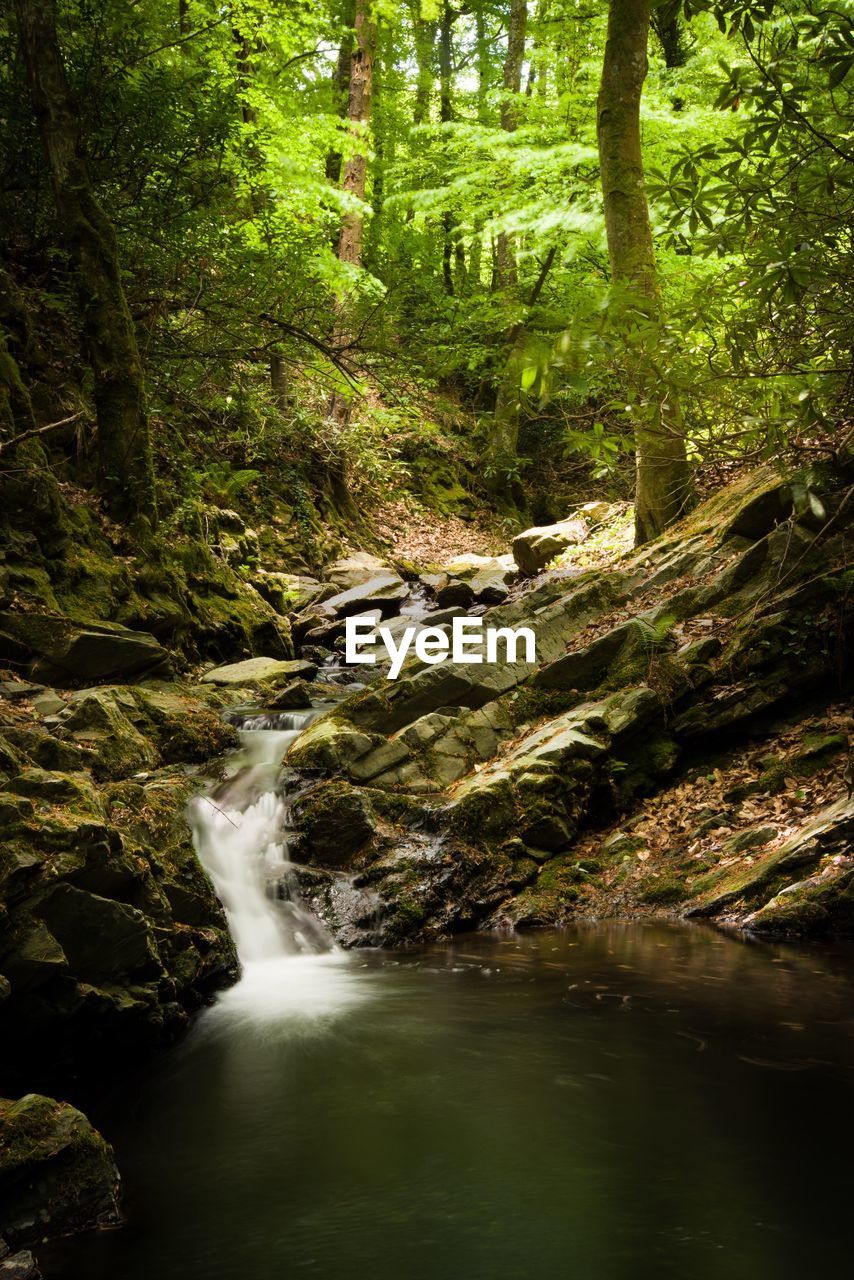 WATERFALL IN FOREST