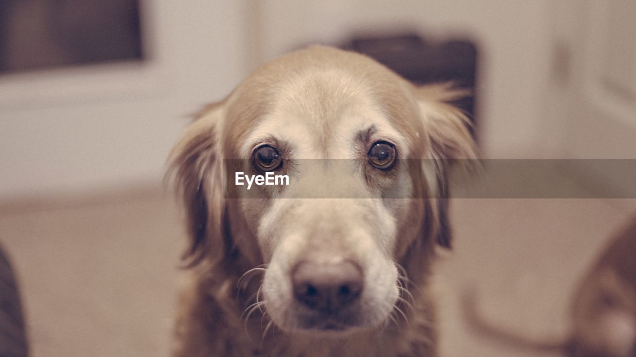 Close-up portrait of dog at home