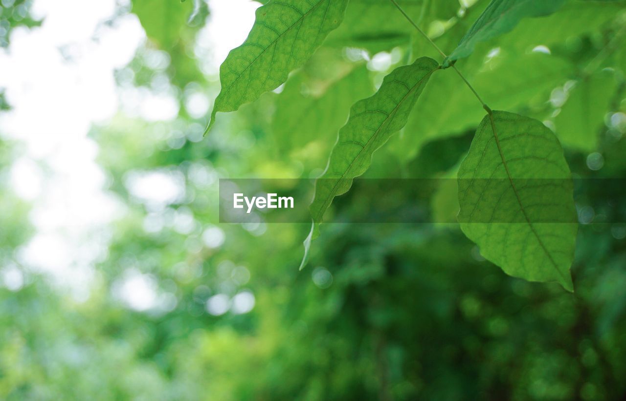 Close-up of raindrops on leaves