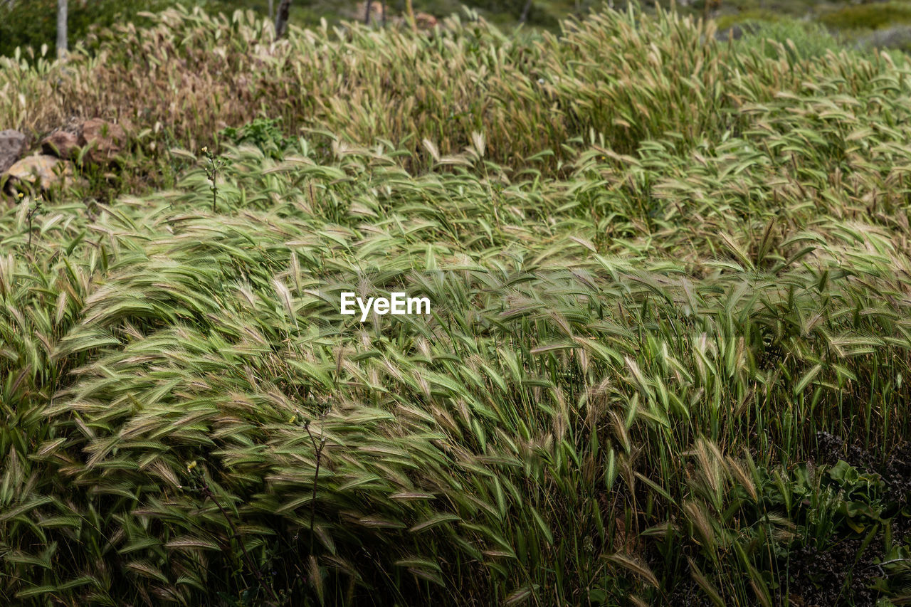 Full frame shot of corn field