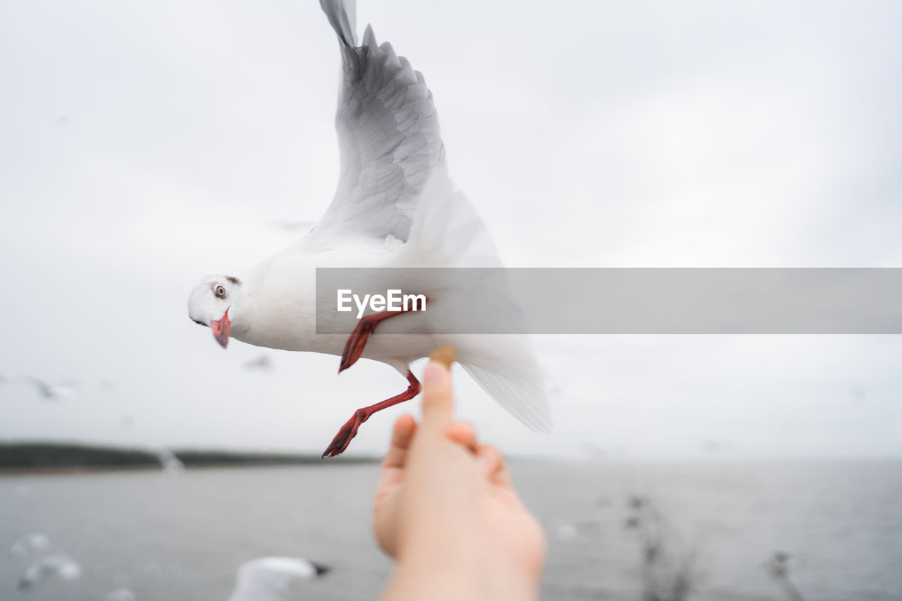 Low angle view of seagull flying over sea