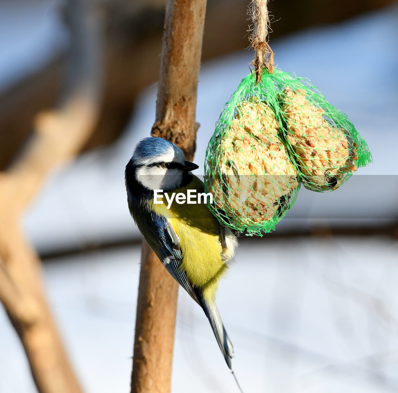 CLOSE-UP OF BIRD PERCHING ON FEEDER