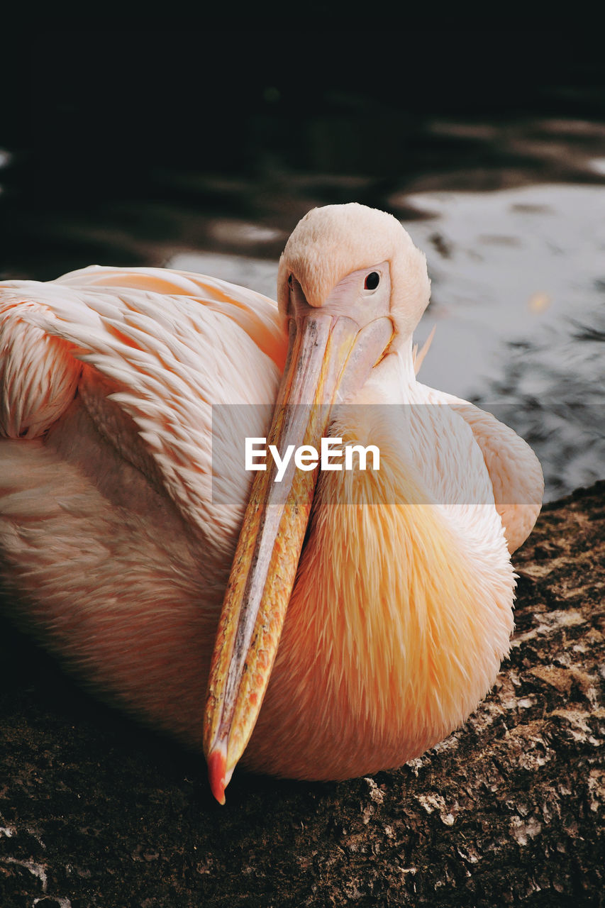 Close-up of pelican and water in the background at zoo dresden