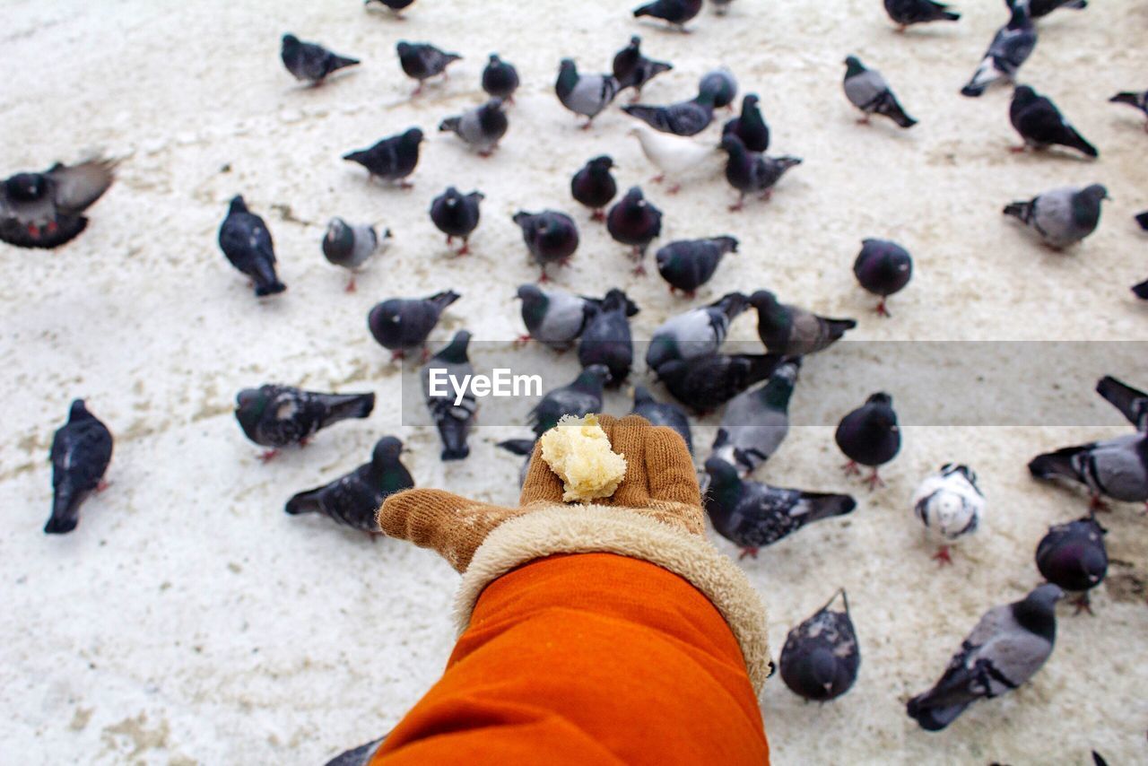 Cropped hand feeding pigeons