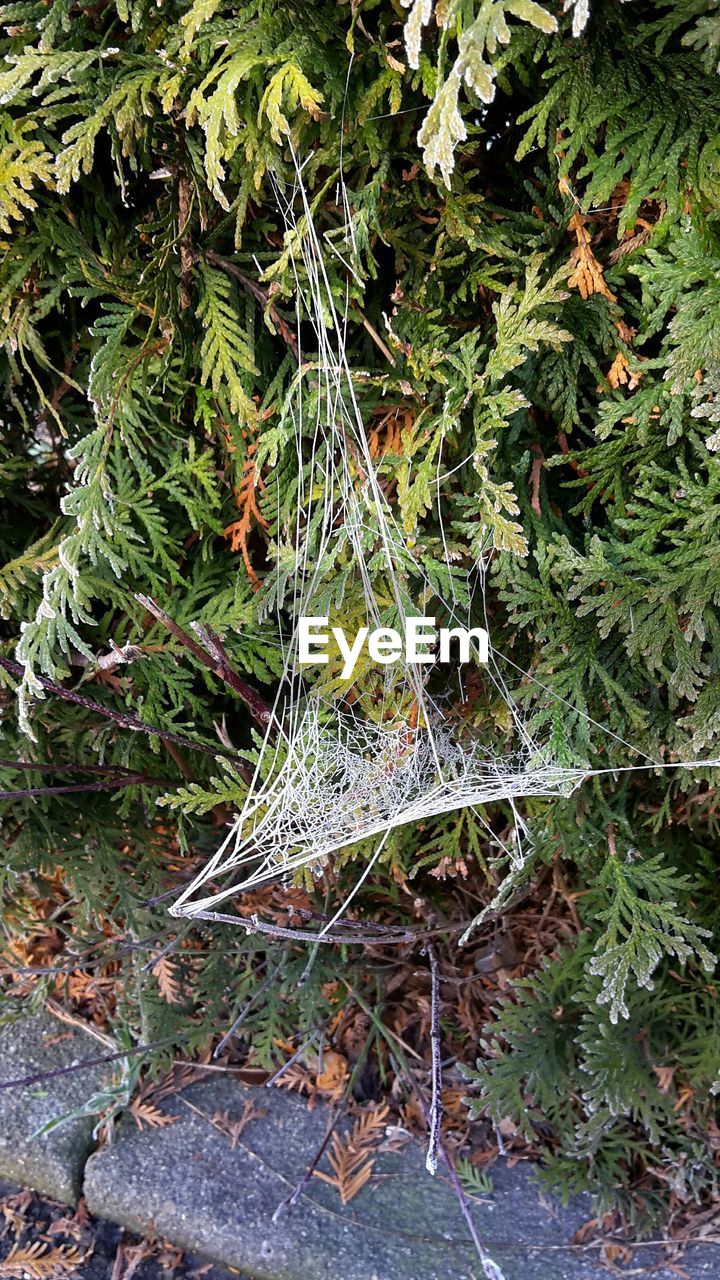 High angle view of frozen spider webs on plants during winter