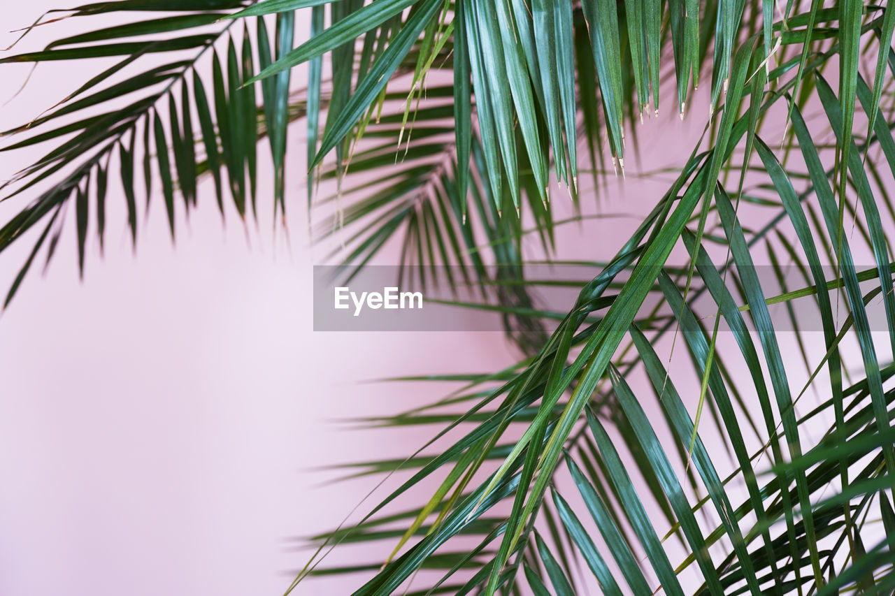 Palm leaves on pink 