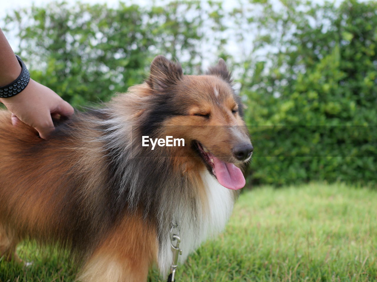 Close-up of dog looking away on field