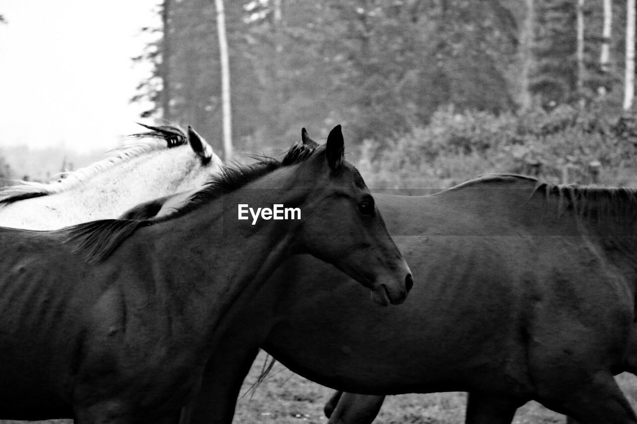 View of horse in ranch