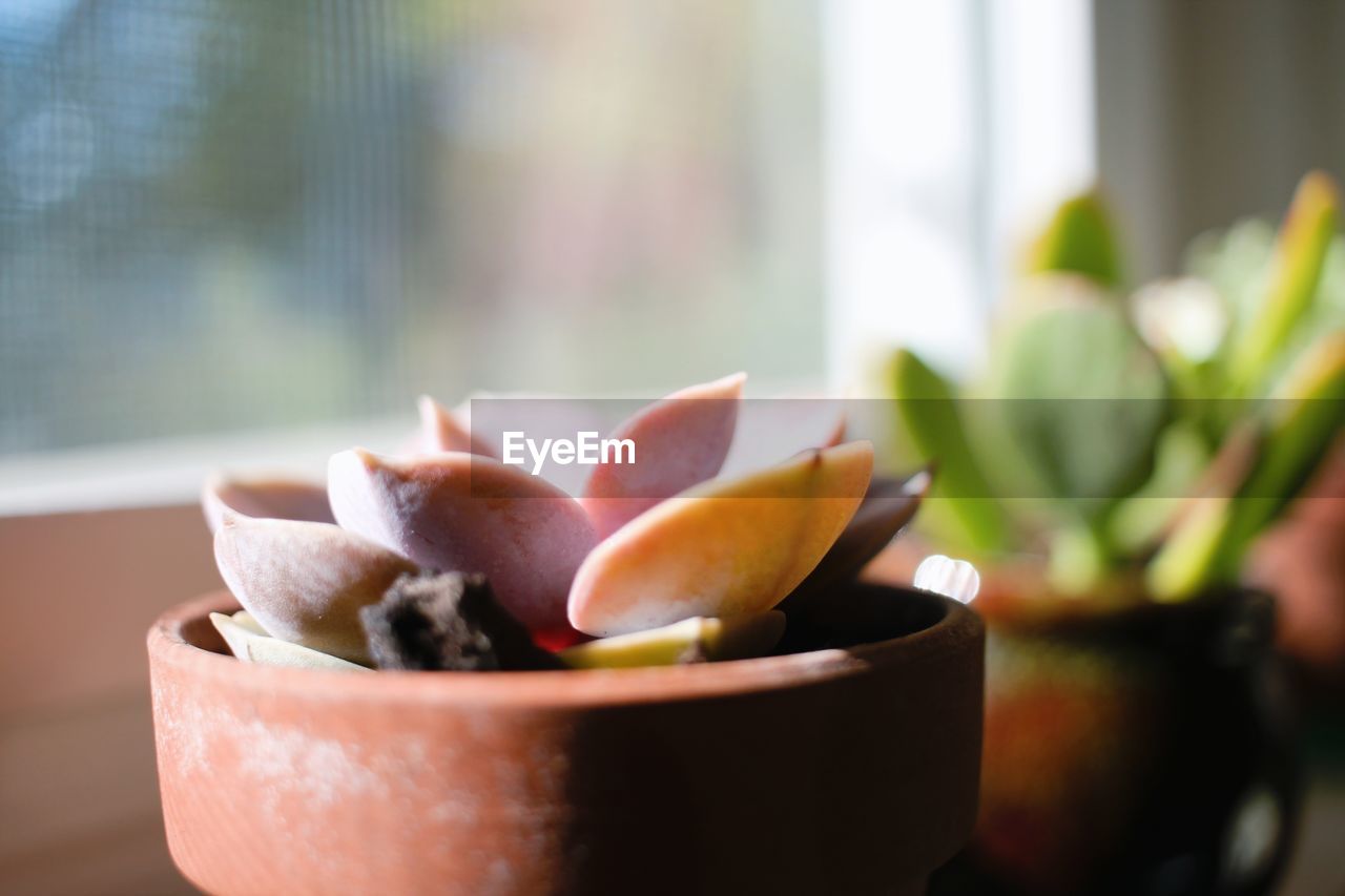 CLOSE-UP OF SUCCULENT PLANT IN GLASS WINDOW